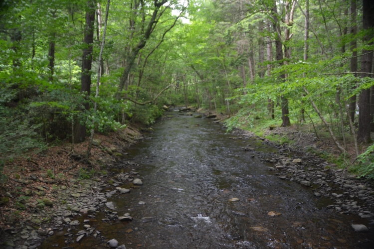 stream in woods